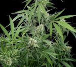 Critical + Feminised Seeds - Image 5