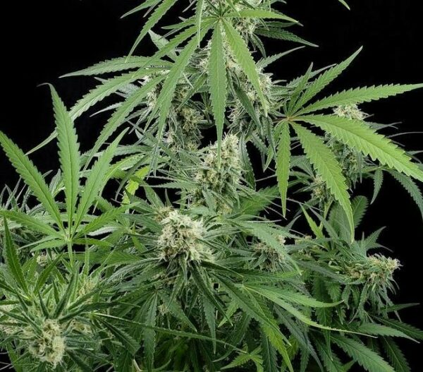 Critical + Feminised Seeds - Image 5