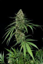 Critical + Feminised Seeds - Image 4