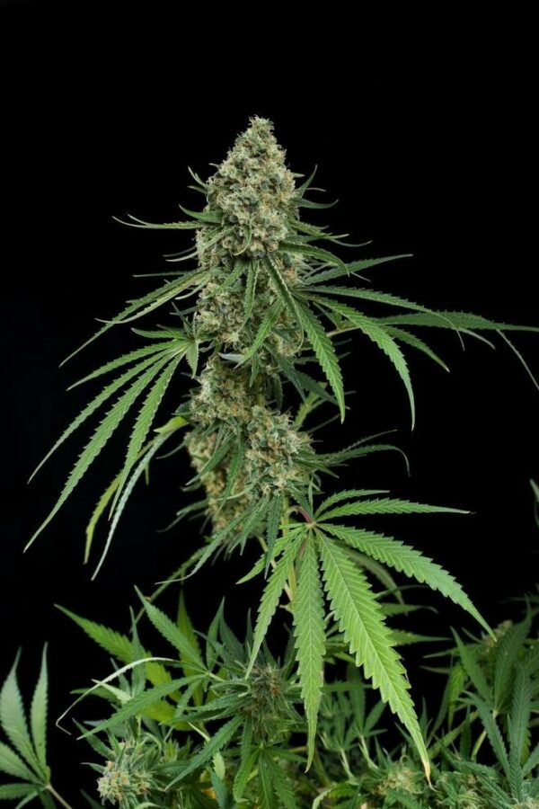 Critical + Feminised Seeds - Image 4
