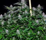 Critical + Feminised Seeds - Image 3
