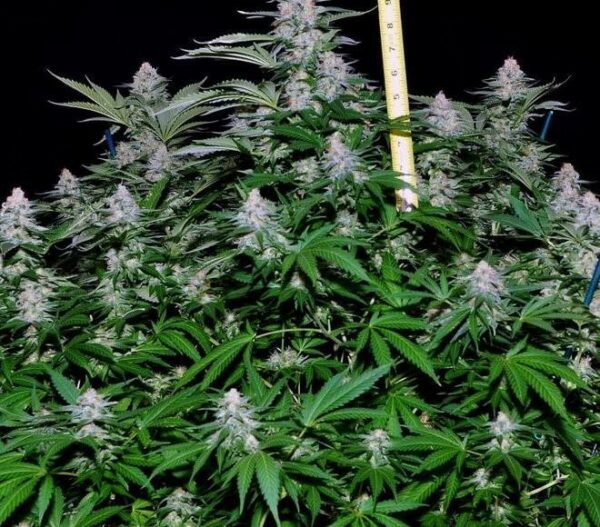 Critical + Feminised Seeds - Image 3