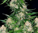 Critical + Feminised Seeds