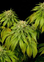 California Hash Plant Feminised Seeds