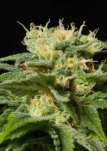 California Hash Plant Feminised Seeds - Image 2