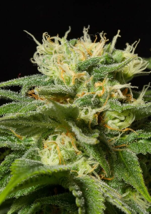 California Hash Plant Feminised Seeds - Image 2