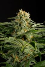 California Hash Plant Feminised Seeds - Image 3