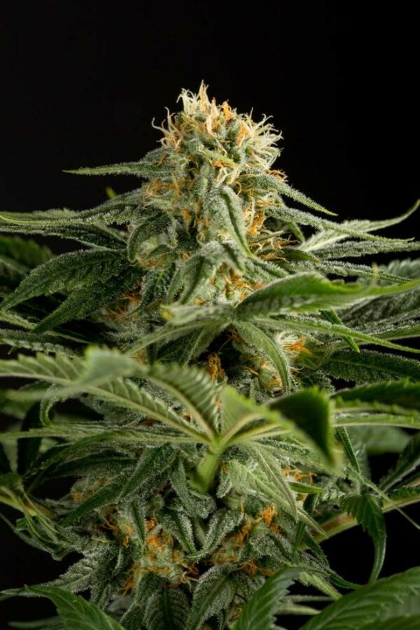 California Hash Plant Feminised Seeds - Image 3
