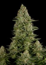 White Widow Feminised Seeds