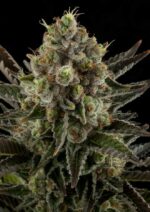 White Widow Feminised Seeds - Image 2