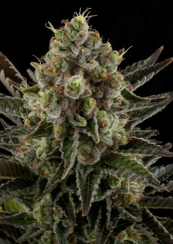 White Widow Feminised Seeds - Image 2