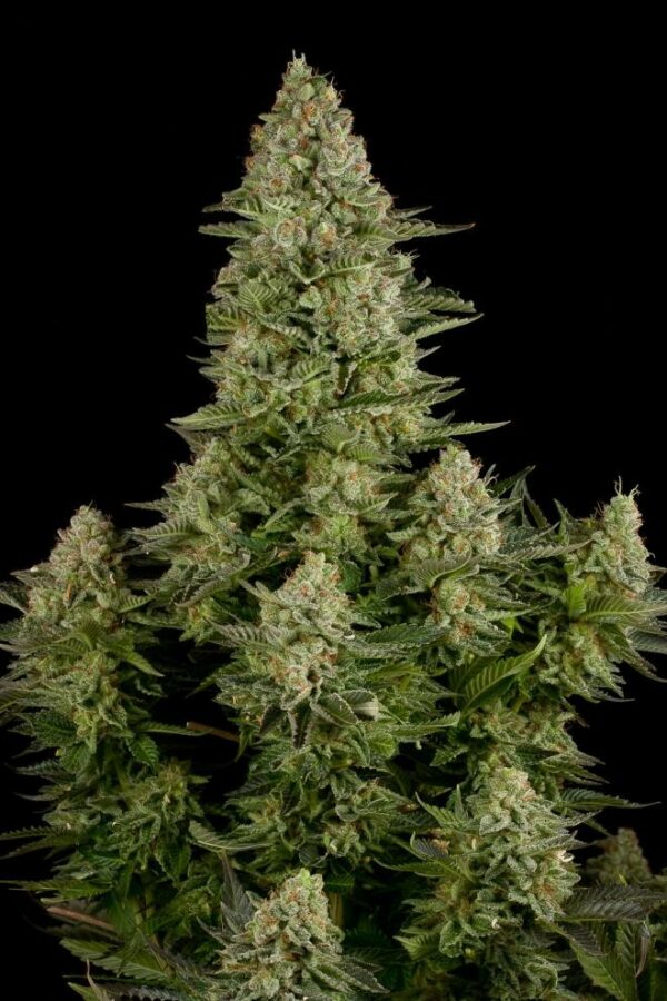 White Widow Feminised Seeds - Image 3