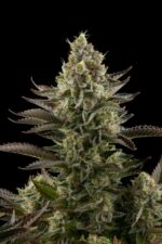 White Widow Feminised Seeds - Image 4