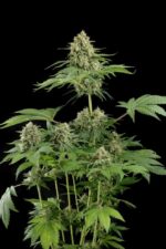Moby Dick Feminised Seeds