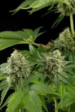 Moby Dick Feminised Seeds - Image 2