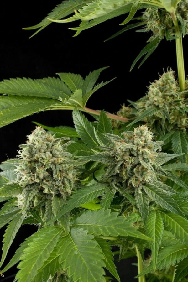 Moby Dick Feminised Seeds - Image 2