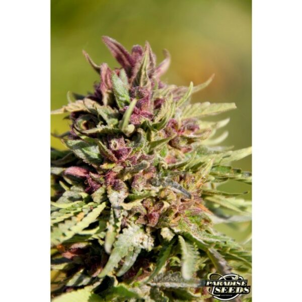 Sweet Purple Feminised Seeds - Image 3
