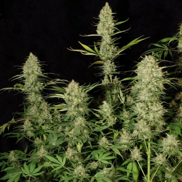 Delahaze Feminised Seeds - Image 2