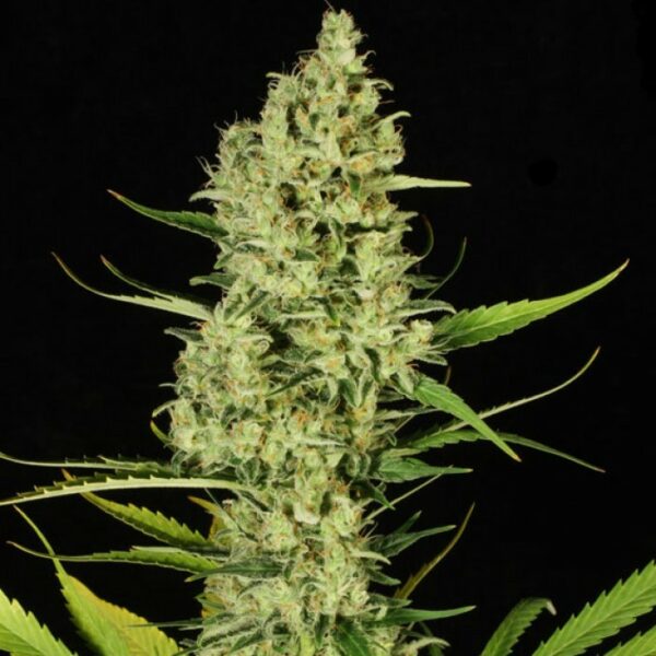 Delahaze Feminised Seeds - Image 3