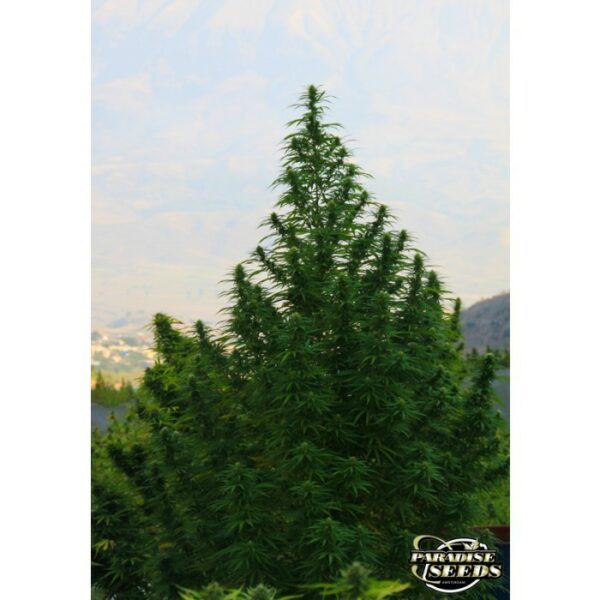 Delahaze Feminised Seeds - Image 4