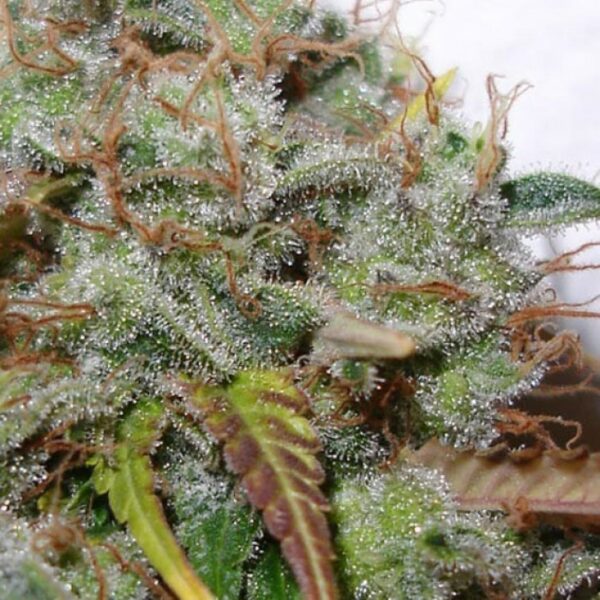 White Berry Feminised Seeds - Image 3