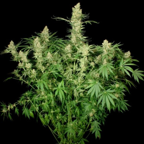 Wappa Feminised Seeds - Image 2