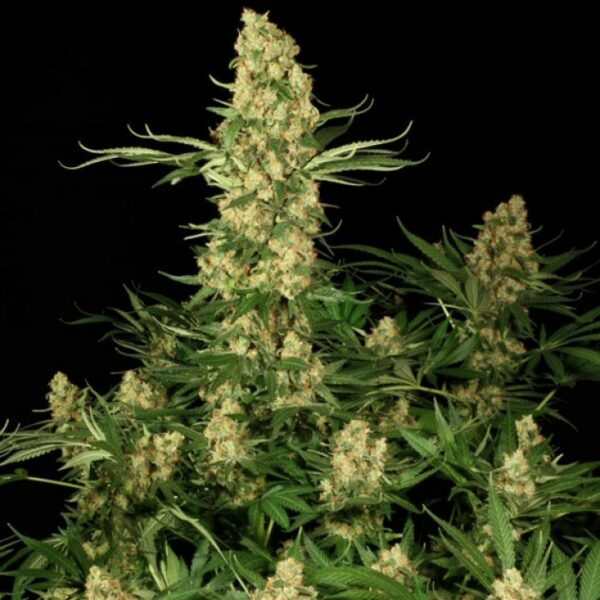 Wappa Feminised Seeds - Image 3