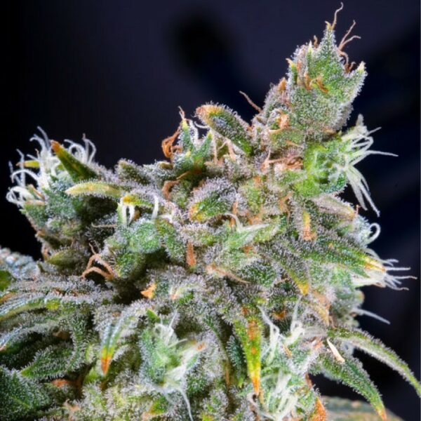 Magic Bud Feminised Seeds - Image 2