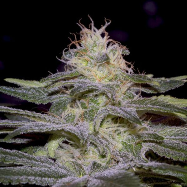 Sensi Star Feminised Seeds - Image 2