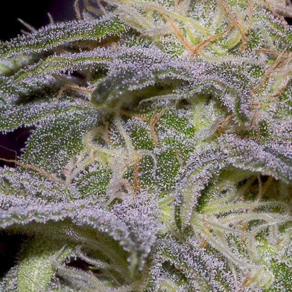 Sensi Star Feminised Seeds - Image 3