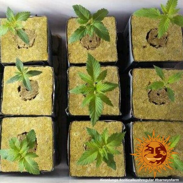 Critical Kush Regular Seeds - Image 2