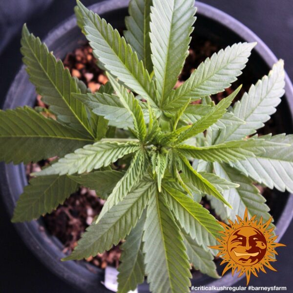 Critical Kush Regular Seeds - Image 3