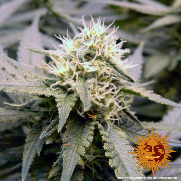 Critical Kush Regular Seeds - Image 4