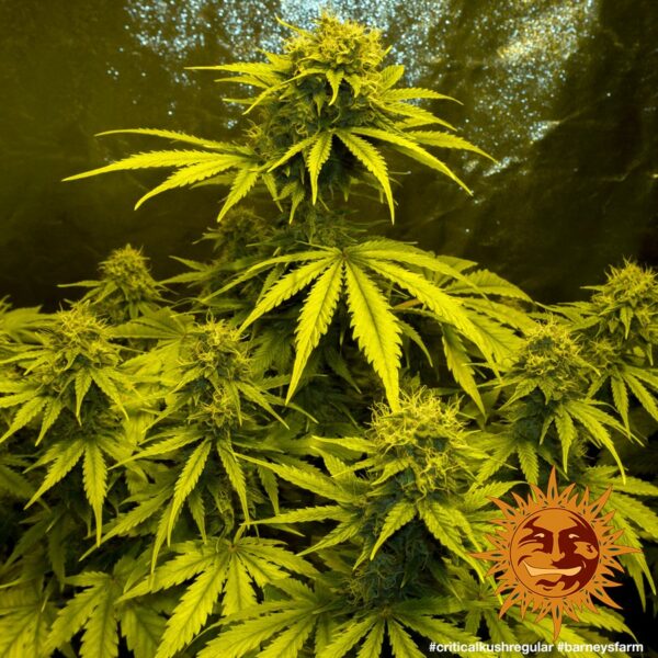 Critical Kush Regular Seeds - Image 5