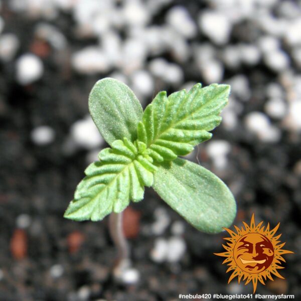 Blue Gelato 41 Feminised Seeds - Image 2