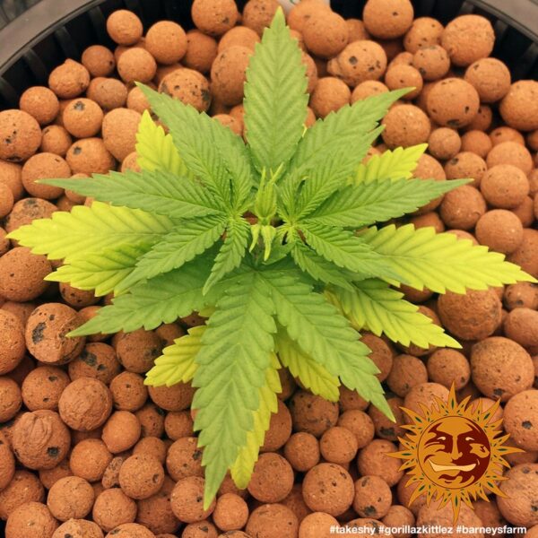 Gorilla Zkittlez Feminised Seeds - Image 2