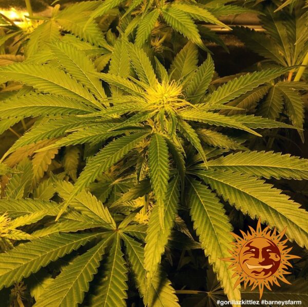 Gorilla Zkittlez Feminised Seeds - Image 3