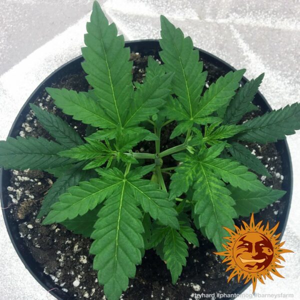 Phantom OG Feminised Seeds - Image 2