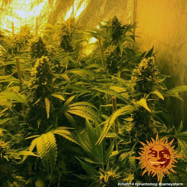 Phantom OG Feminised Seeds - Image 3
