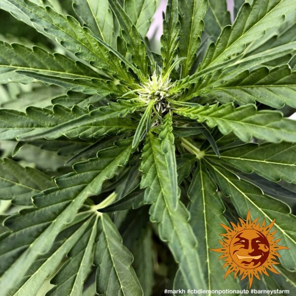 Lemon Potion CBD Auto Feminised Seeds - Image 2