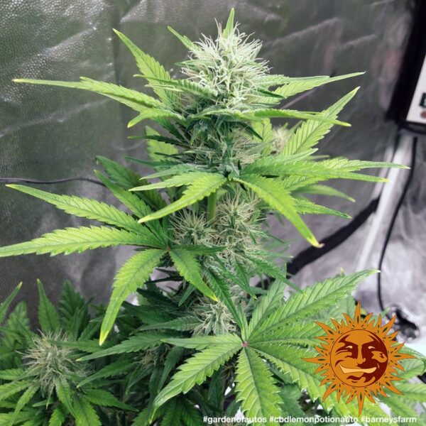 Lemon Potion CBD Auto Feminised Seeds - Image 3