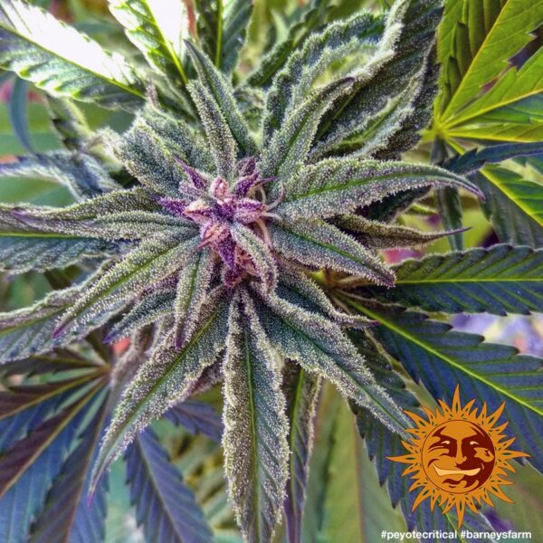 Peyote Critical Feminised Seeds - Image 2