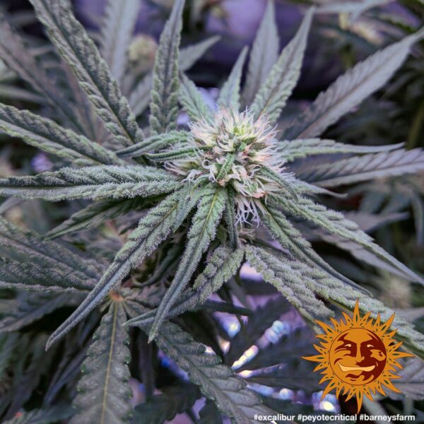 Peyote Critical Feminised Seeds - Image 3