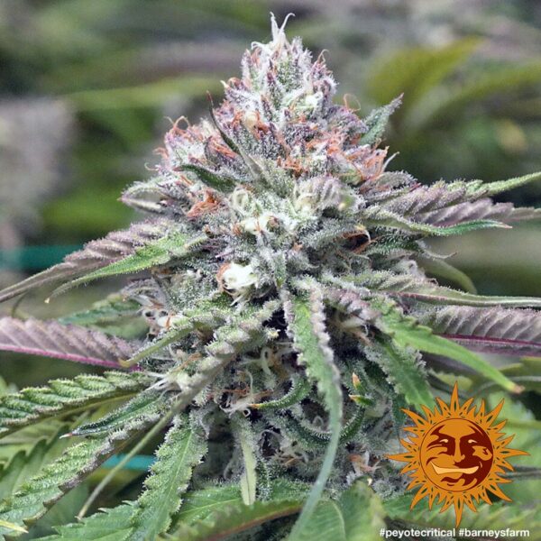 Peyote Critical Feminised Seeds - Image 4