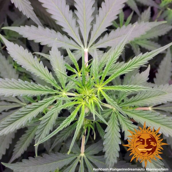 Tangerine Dream Auto Feminised Seeds - Image 2