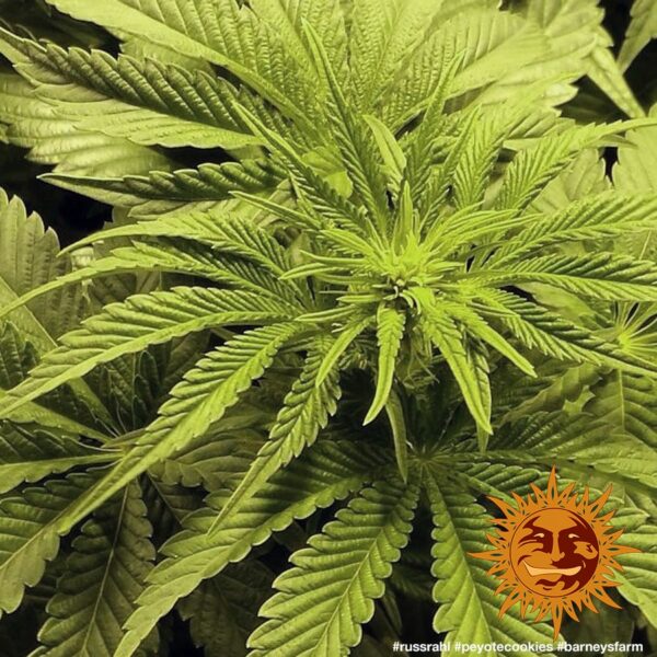 Peyote Cookies Feminised Seeds - Image 3