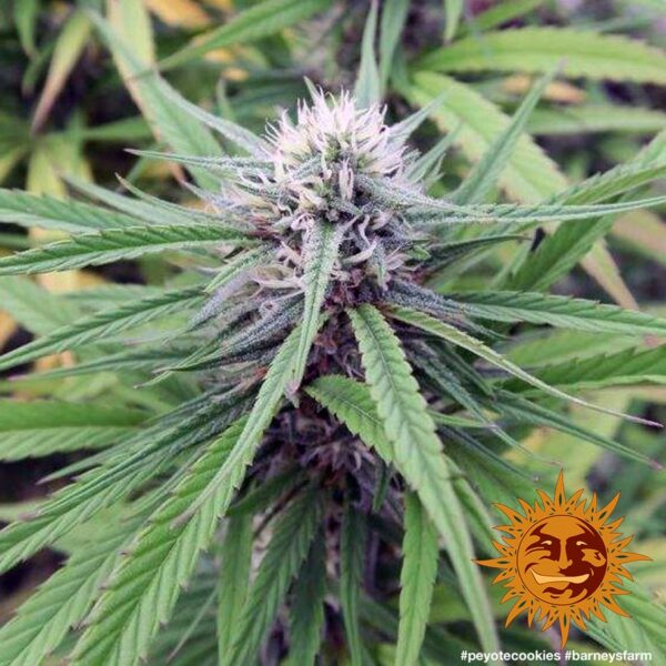 Peyote Cookies Feminised Seeds - Image 4