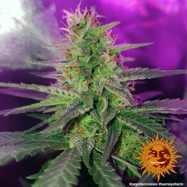 Peyote Cookies Feminised Seeds - Image 2