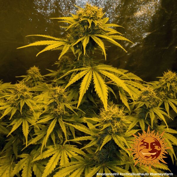 Critical Kush Auto Feminised Seeds - Image 2