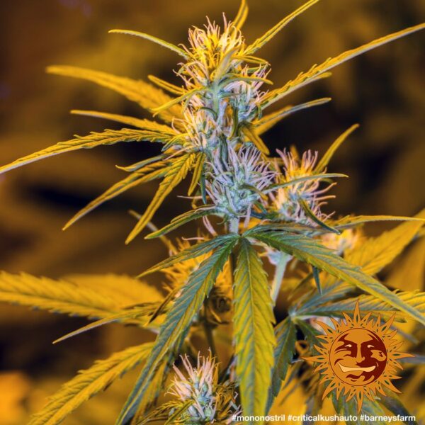 Critical Kush Auto Feminised Seeds - Image 3